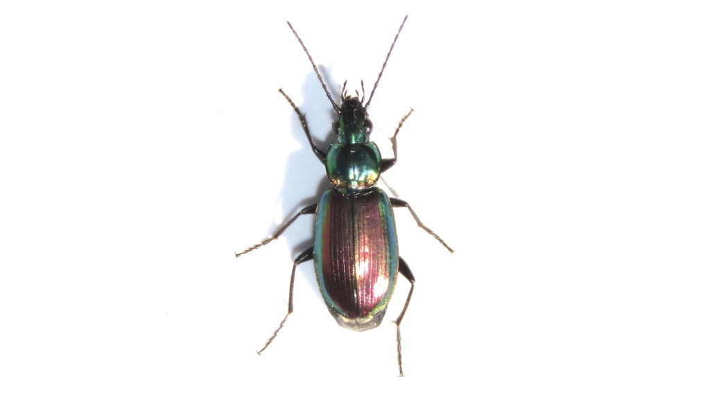 Elegant Purple-green Agonum Beetle