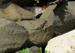 Cryptoblepharus egeriae