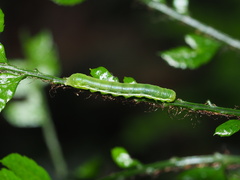 Callopistria japonibia