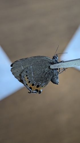 Black Hairstreak