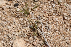 Pterocheilus