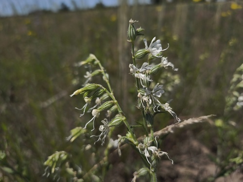 Silene dichotoma, photograph 5