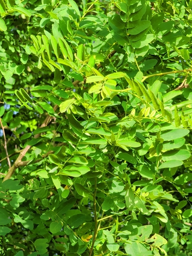 black locust