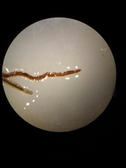 Phyllodocidae