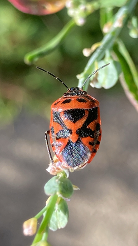 red cabbage bug