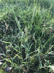 Phalaris caroliniana