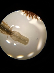 Phyllodocidae
