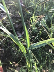 Phalaris caroliniana