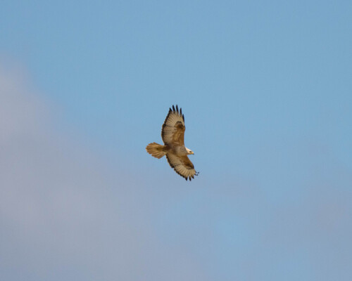 Northern Long-legged Buzzard