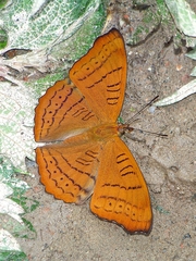 Pseudergolis wedah