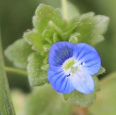 Veronica persica
