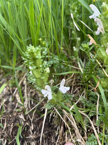 Common Lousewort