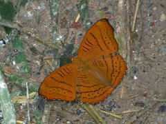 Pseudergolis wedah