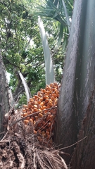 Cocoseae