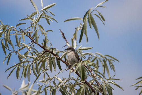 Lesser Whitethroat