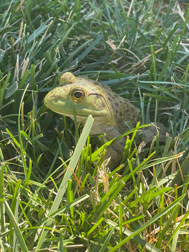 American Bullfrog