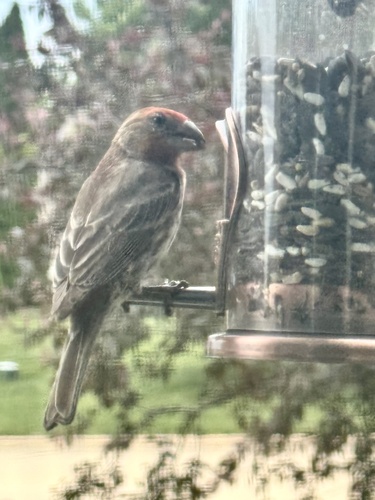 House Finch