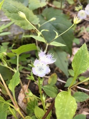 Phacelia fimbriata