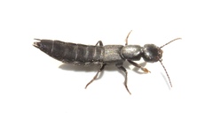 Tasgius melanarius