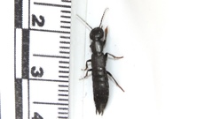 Tasgius melanarius