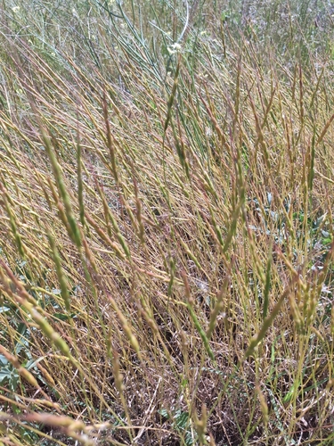 jointed goat grass