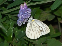 Pieris erutae