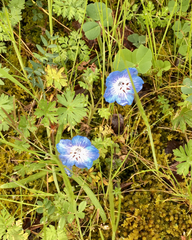 Nemophila menziesii menziesii