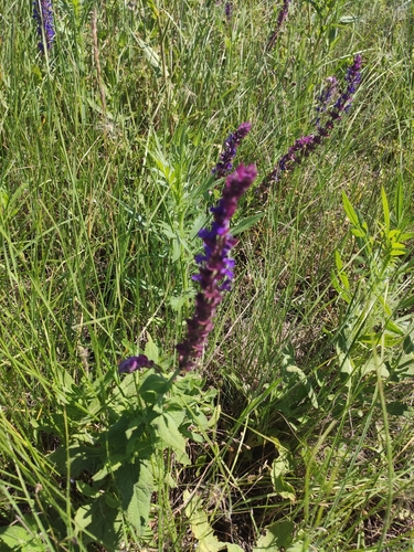 Purple Wood Sage