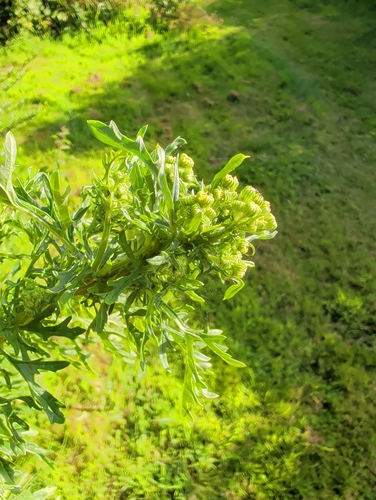 ragwort