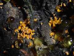 Eustilbum aureum