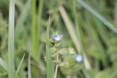 Veronica persica