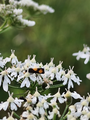 Orange-spot Piercer