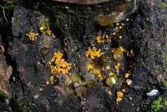 Eustilbum aureum