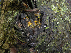Eustilbum aureum