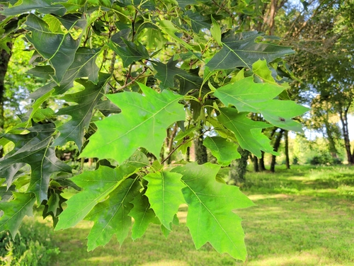 northern red oak