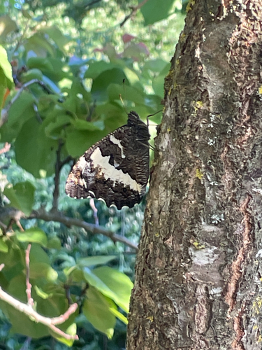 Great Banded Grayling