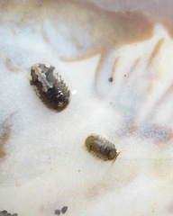 Gnorimosphaeroma oregonense