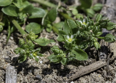 Polycarpon tetraphyllum tetraphyllum