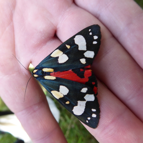 Scarlet Tiger
