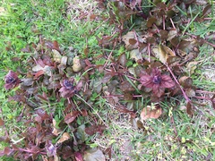 Iresine diffusa herbstii