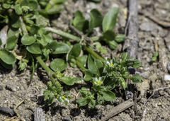 Polycarpon tetraphyllum tetraphyllum