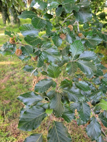 European beech