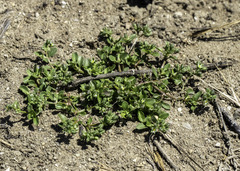 Polycarpon tetraphyllum tetraphyllum
