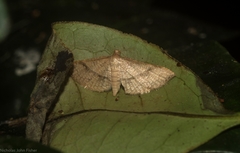 Addaea subtessellata