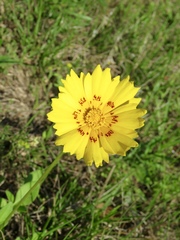 Coreopsis nuecensis