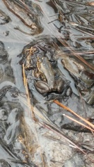 Lithobates virgatipes