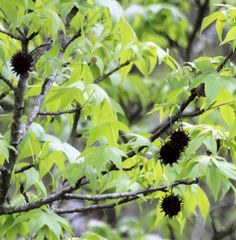 Liquidambar styraciflua