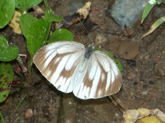 Pieris erutae