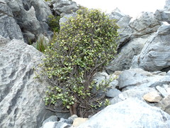Myrsine argentea