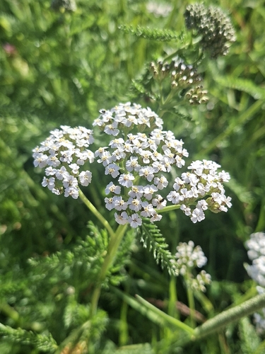 common yarrow